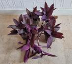 Tradescantia pallida purpurea, paarse hangplant uit Mexico, Huis en Inrichting, Kamerplanten, Bloeiende kamerplant, Ophalen, Minder dan 100 cm