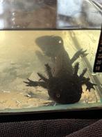 Axolotl, Dieren en Toebehoren, Vissen | Aquariumvissen