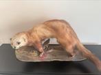 Taxidermie marter met prooi, Verzamelen, Dierenverzamelingen, Ophalen, Zo goed als nieuw