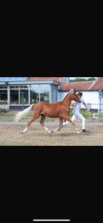 New forest, Dieren en Toebehoren, Hengst, D pony (1.37m tot 1.48m), Gechipt, 0 tot 2 jaar