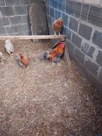 Trio wyandotte blauwpatrijs, Dieren en Toebehoren, Pluimvee, Meerdere dieren, Kip