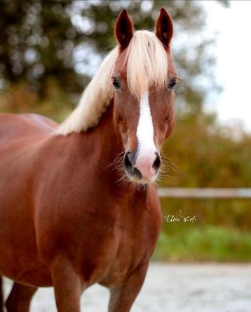 Sweet Welsh C Pony à vendre, Poney C (1.27 m à 1.37m), Poney de saut, Vermifugé, Ne s'applique pas