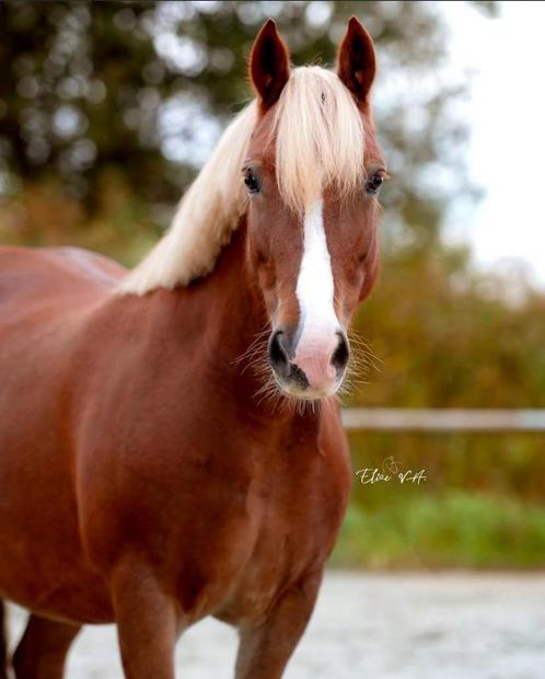 lieve Welsh C Pony te koop, Dieren en Toebehoren, Pony's, Merrie, Niet van toepassing, C pony (1.27m tot 1.37m), Springpony, 7 tot 10 jaar