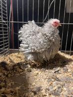 Cochin kriel parelgrijs witgepareld krulhen 2025, Dieren en Toebehoren, Pluimvee, Vrouwelijk, Kip