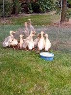 Loopeenden, Dieren en Toebehoren