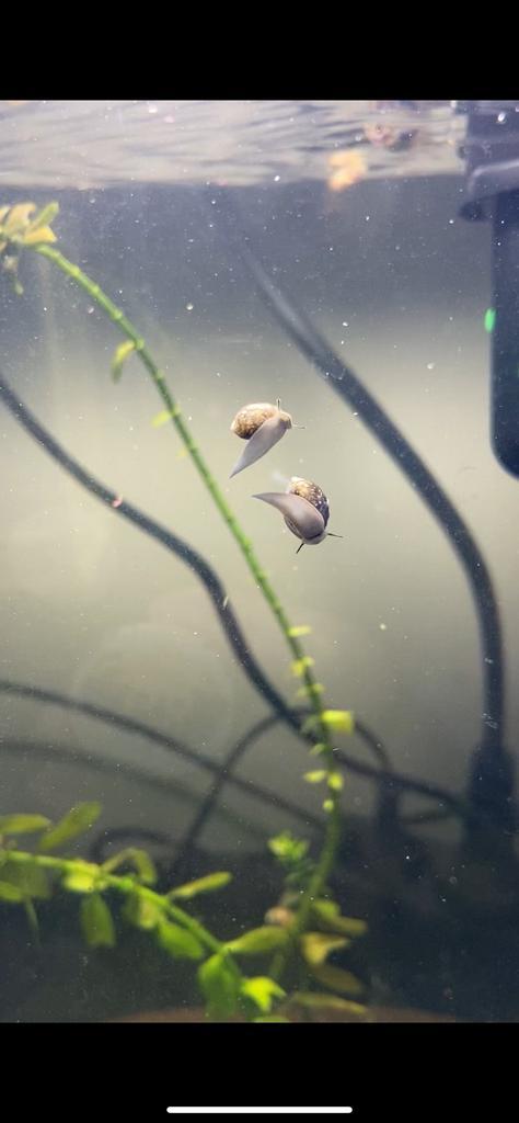 Ik zoek aquarium slakken :), Dieren en Toebehoren, Vissen | Aquariumvissen, Slak of Weekdier