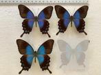Papilio lorquinianus, 12€ / specimen, Ophalen of Verzenden, Zo goed als nieuw