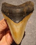 mooie MEGALODON TAND USA	128	gr	10.7x7.6x2.2	cm, Ophalen of Verzenden, Fossiel