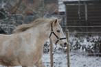 Zeer lieve, aanhankelijke pony, M