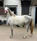 cheval à vendre, Jument, B, 160 à 165 cm, Vermifugé