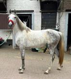 cheval à vendre, Animaux & Accessoires, Chevaux, Jument, B, 160 à 165 cm, Vermifugé