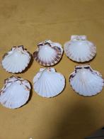 12 st jacobsschelpen, Ophalen of Verzenden