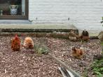 cochin kriel bruin, Dieren en Toebehoren, Pluimvee