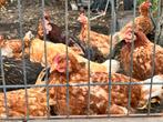KIPPEN TE KOOP / €15 PER STUK, Dieren en Toebehoren, Pluimvee, Vrouwelijk, Kip