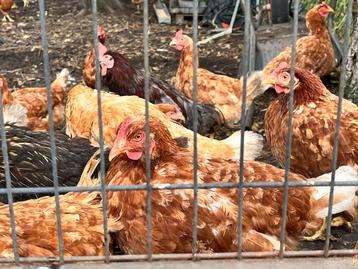 KIPPEN TE KOOP / €10 PER STUK beschikbaar voor biedingen