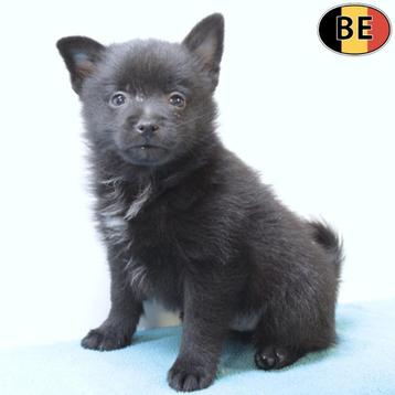 Schipperke - Belgische pups te koop beschikbaar voor biedingen