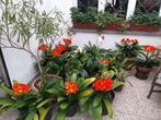Clivia, aronskelk en oleander., Ophalen