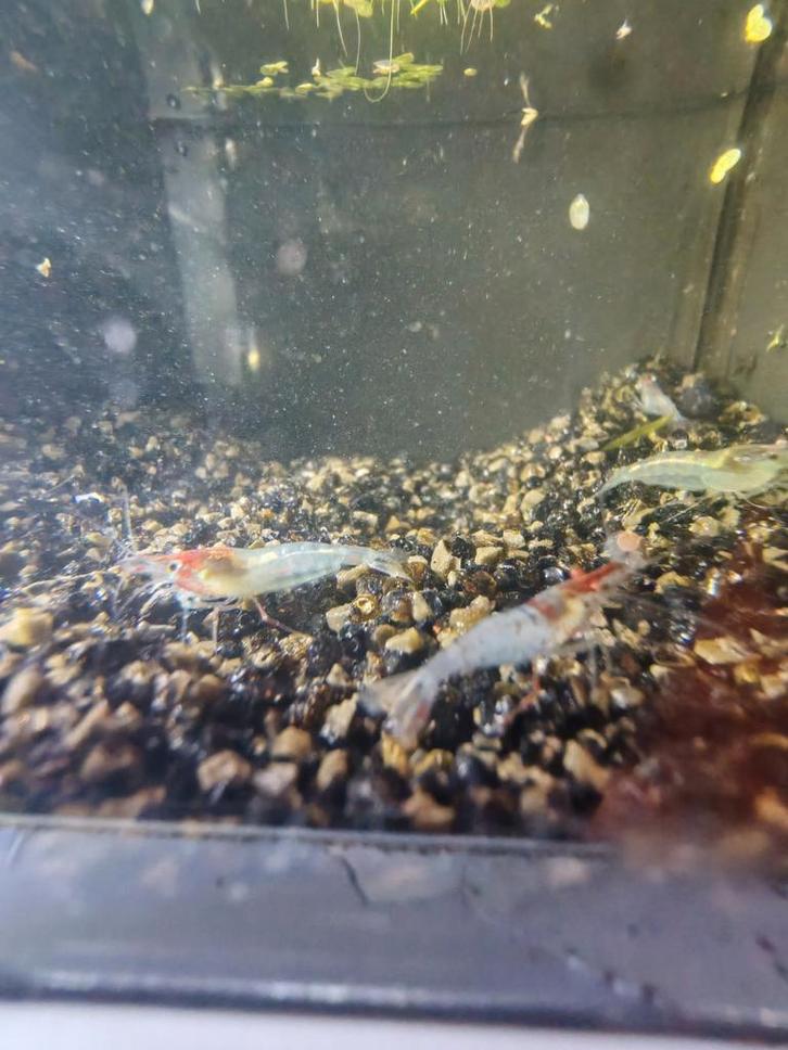 Blue jelly / blue rili neocaridina garnalen, Dieren en Toebehoren, Vissen | Aquariumvissen, Zoetwatervis, Kreeft, Krab of Garnaal