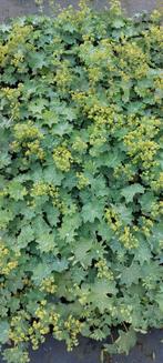 Vrouwenmantel = leuke bodembedekker met decoratieve bladeren, Tuin en Terras, Planten | Tuinplanten, Ophalen, Bodembedekkers, Vaste plant