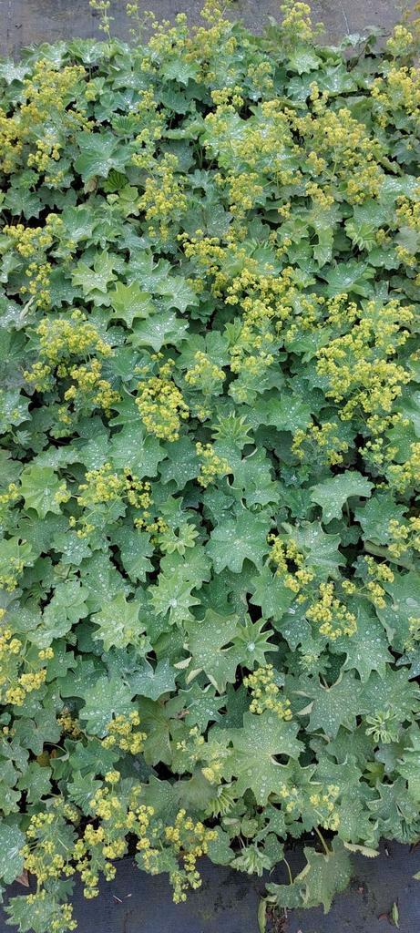 Vrouwenmantel = leuke bodembedekker met decoratieve bladeren, Tuin en Terras, Planten | Tuinplanten, Vaste plant, Bodembedekkers