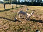 Alpaca moeder met lam 2500€, Vrouwelijk
