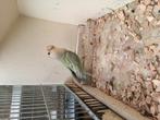 Tourtereau, Animaux & Accessoires, Oiseaux | Perruches & Perroquets