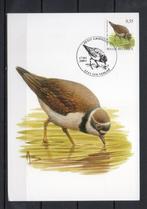 Année 2004 : Carte maximum 3267 - Oiseaux - Petit gravelot -, Timbres & Monnaies, Timbres | Europe | Belgique, Enlèvement ou Envoi