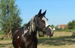 Prachtige lieve pony te koop, Dieren en Toebehoren, Paarden, Merrie, Minder dan 160 cm, B, Gechipt
