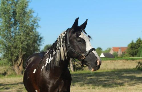 Prachtige lieve pony te koop, Dieren en Toebehoren, Paarden, Merrie, B, Minder dan 160 cm, 11 jaar of ouder, Recreatiepaard, Met stamboom