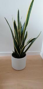 Grande Sanseveria, Maison & Meubles, Plantes d'intérieur, Autres espèces, Moins de 100 cm, Enlèvement, Plante verte