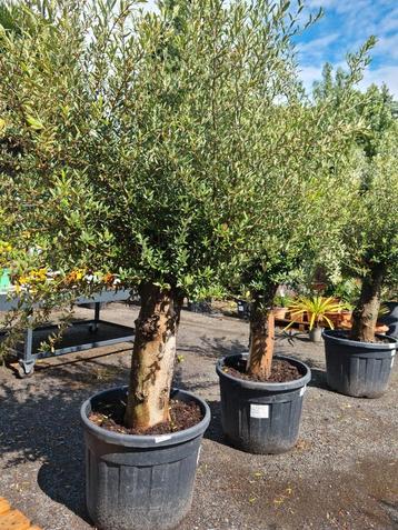 Olijfboom Olea Europaea  beschikbaar voor biedingen