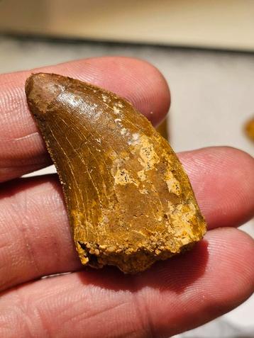 Carcharodontosaurus (Afrikaanse T-Rex )tand NR 1 uit marokko beschikbaar voor biedingen