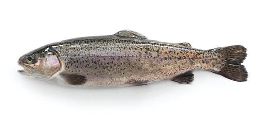 Forel, Watersport en Boten, Hengelsport | Algemeen, Ophalen