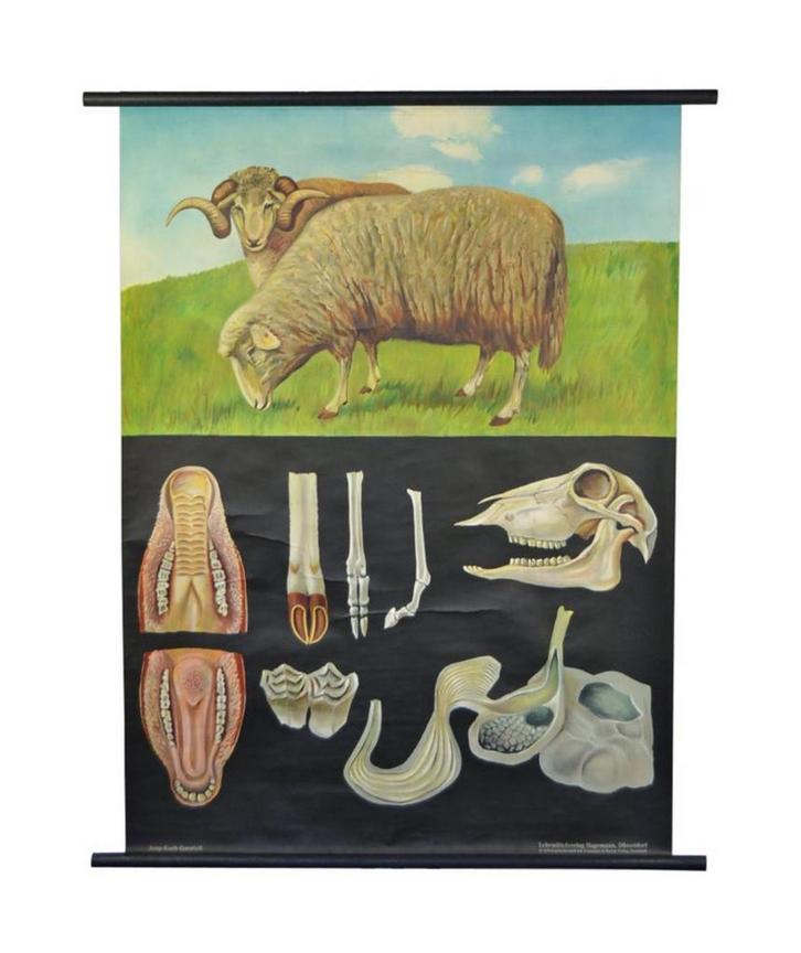 Oude Schoolkaart - het Schaap - Jung-Koch-Quentell, Antiek en Kunst, Antiek | Schoolplaten, Natuur en Biologie, Ophalen of Verzenden