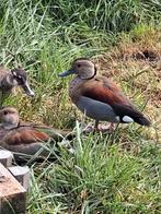 Roodschoudertalingen 2025, Dieren en Toebehoren, Vogels | Overige Vogels, Meerdere dieren, Geringd