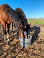 Stalhulp gezocht.  Regio Waarloos, Dieren en Toebehoren