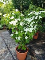 cornus kousa, Ophalen, In pot, Halfschaduw, 250 tot 400 cm