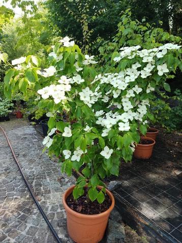 cornus kousa beschikbaar voor biedingen
