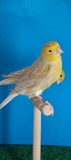 Isabel geel, Dieren en Toebehoren