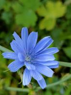 Wilde cichorei , lees beschrijving , vanaf 2 euro, Tuin en Terras, Planten | Tuinplanten, Volle zon, Vaste plant, Zomer, Ophalen