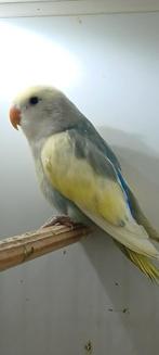 3 roseicollis 2025, Dieren en Toebehoren, Geslacht onbekend, Geringd