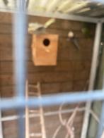 Valkparkieten, Dieren en Toebehoren