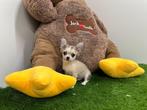 MINI Chihuahua pups, Dieren en Toebehoren, België, 8 tot 15 weken, CDV (hondenziekte), Meerdere