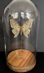 Zeldzame Papilio Graellsia isabellae vrouw uit Spanje | Glob, Nieuw, Opgezet dier, Ophalen of Verzenden, Insect