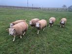 Texel schapen rammen te koop, Animaux & Accessoires, Moutons, Chèvres & Cochons