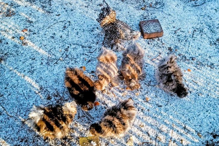 Regelmatig broedeieren USA zijdehoen te koop, Animaux & Accessoires, Volatiles, Poule ou poulet, Sexe inconnu