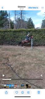 Paardrijlessen met een ervaring instructeur regio antwerpen, Dieren en Toebehoren, Ophalen, Nieuw