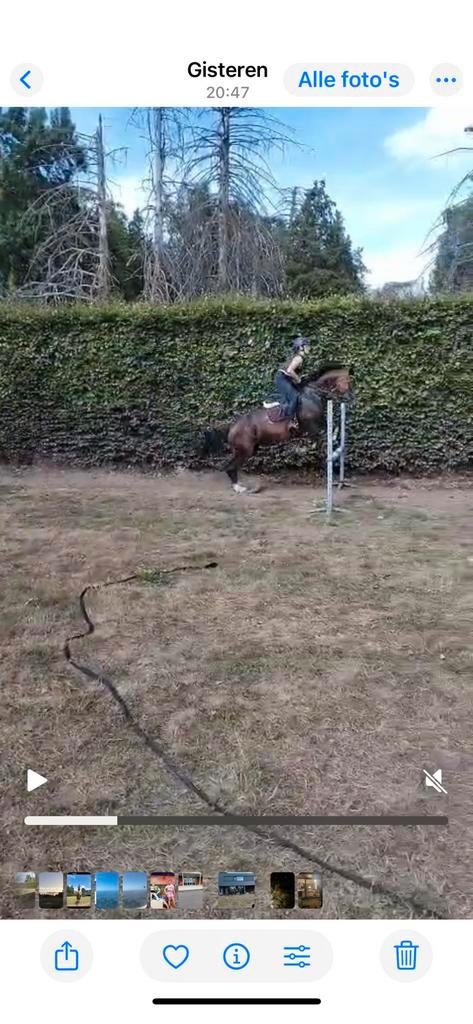 Paardrijlessen met een ervaring instructeur regio antwerpen, Animaux & Accessoires, Chevaux & Poneys | Autres trucs de cheval