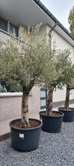 Olijfboom Olea Europaea, Tuin en Terras, Ophalen, Olijfboom