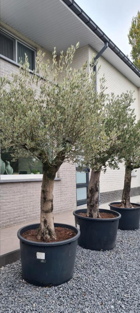 Olijfboom Olea Europaea, Tuin en Terras, Planten | Bomen, Olijfboom, Ophalen